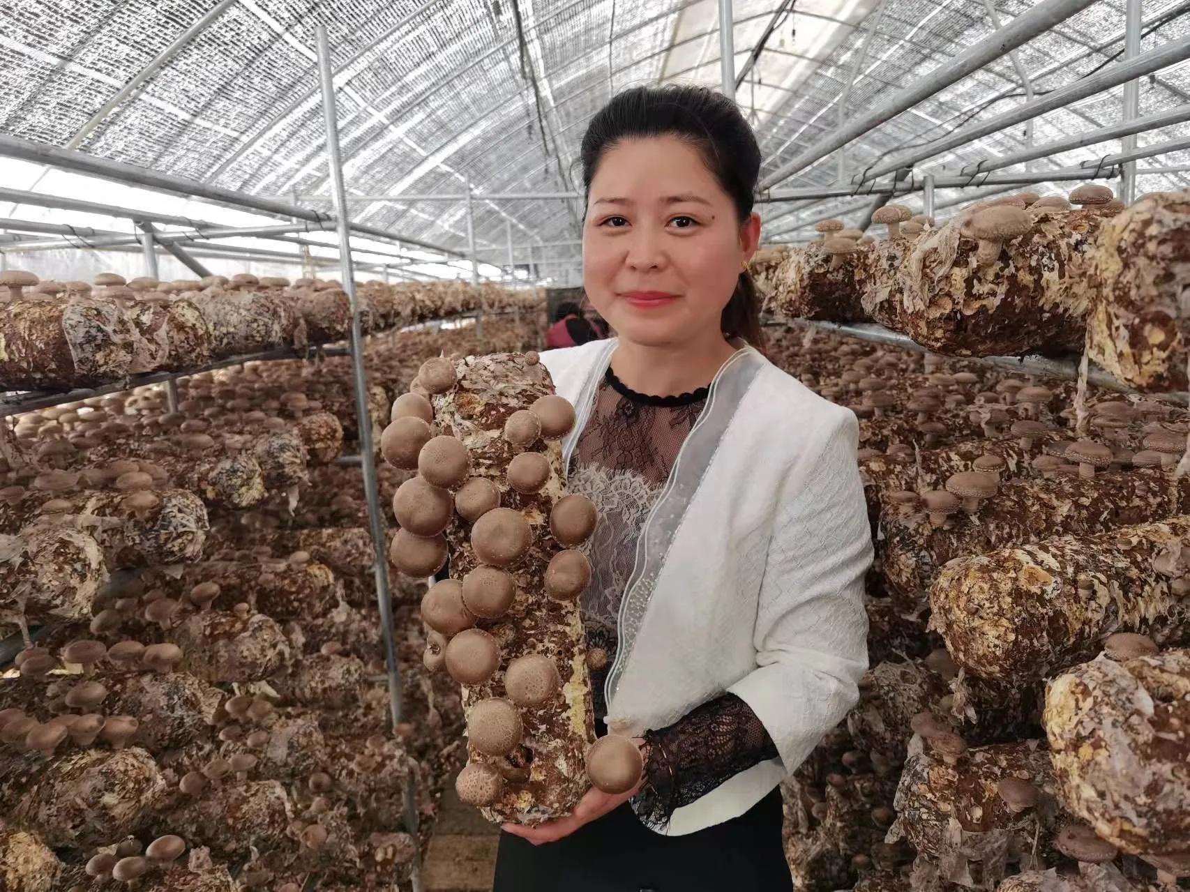 香菇生產大縣，盧氏林海興華：科技撐起香菇天地